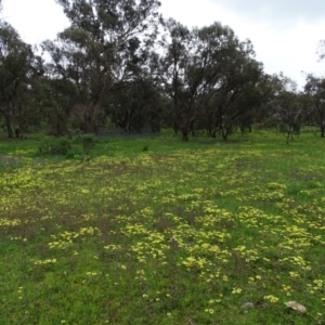 Arctotheca calendula at Symonston, ACT - 9 Oct 2020