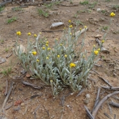 Chrysocephalum apiculatum (Common Everlasting) at Symonston, ACT - 9 Oct 2020 by Mike