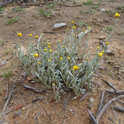 Chrysocephalum apiculatum (Common Everlasting) at Mount Mugga Mugga - 9 Oct 2020 by Mike