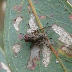 Helina sp. (genus) (Muscid fly) at Mount Mugga Mugga - 9 Oct 2020 by Mike