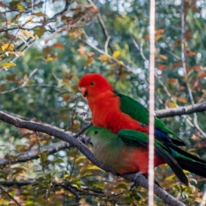 Alisterus scapularis at Melba, ACT - 12 Oct 2020