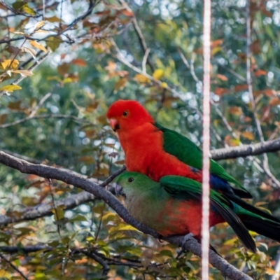 Alisterus scapularis (Australian King-Parrot) at Melba, ACT - 12 Oct 2020 by Bron