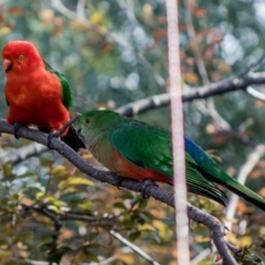 Alisterus scapularis at Melba, ACT - 12 Oct 2020