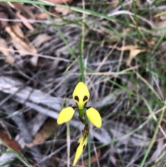 Diuris sulphurea (Tiger Orchid) at South Pambula, NSW - 10 Oct 2020 by DeanAnsell