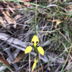 Diuris sulphurea at South Pambula, NSW - 10 Oct 2020