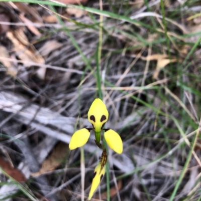 Diuris sulphurea (Tiger Orchid) at South Pambula, NSW - 10 Oct 2020 by DeanAnsell