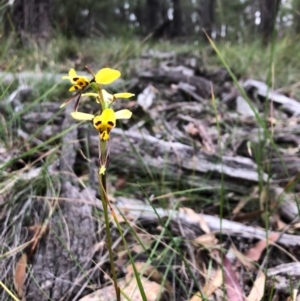 Diuris sulphurea at South Pambula, NSW - suppressed