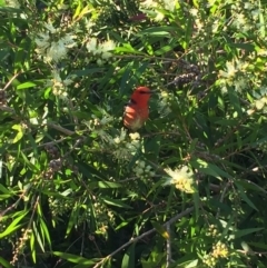 Myzomela sanguinolenta (Scarlet Honeyeater) at Tathra, NSW - 8 Oct 2020 by Steve Mills