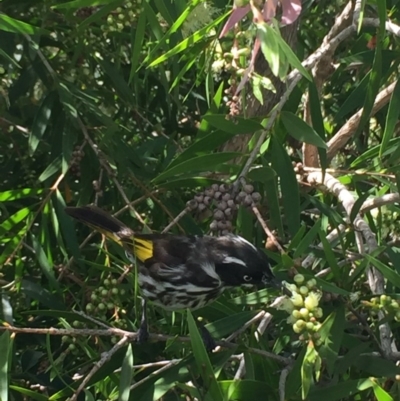 Phylidonyris novaehollandiae (New Holland Honeyeater) at Tathra, NSW - 10 Oct 2020 by SteveMills