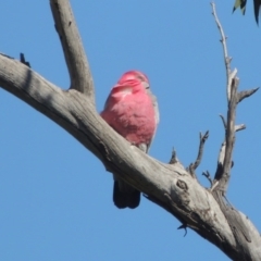 Eolophus roseicapilla (Galah) at Lanyon - northern section A.C.T. - 26 Aug 2020 by michaelb