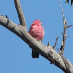 Eolophus roseicapilla (Galah) at Banks, ACT - 26 Aug 2020 by MichaelBedingfield