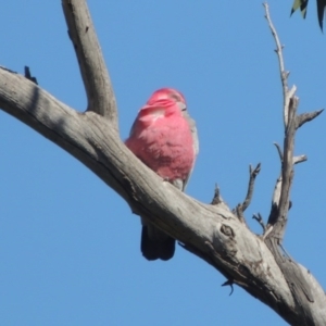 Eolophus roseicapilla at Banks, ACT - 26 Aug 2020