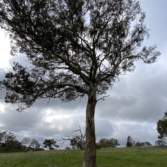 Eucalyptus polyanthemos (Red Box) at Googong, NSW - 24 Apr 2020 by Wandiyali