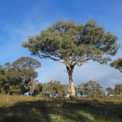 Eucalyptus polyanthemos at QPRC LGA - 25 Apr 2020