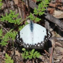 Belenois java (Caper White) at Federal Golf Course - 12 Oct 2020 by LisaH