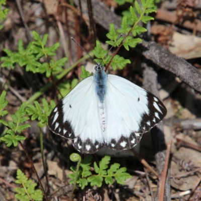 Belenois java (Caper White) at Federal Golf Course - 12 Oct 2020 by LisaH