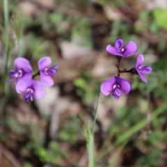 Swainsona sericea (Silky Swainson-Pea) at Hughes, ACT - 12 Oct 2020 by LisaH