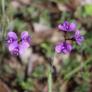 Swainsona sericea at Hughes, ACT - 12 Oct 2020