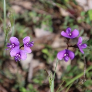 Swainsona sericea at Hughes, ACT - 12 Oct 2020