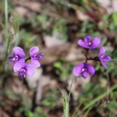 Swainsona sericea at Hughes, ACT - 12 Oct 2020