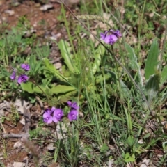 Swainsona sericea at Hughes, ACT - 12 Oct 2020