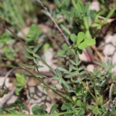 Swainsona sericea at Hughes, ACT - 12 Oct 2020