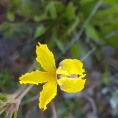 Goodenia paradoxa (Spur Goodenia) at Mitchell, ACT - 12 Oct 2020 by trevorpreston