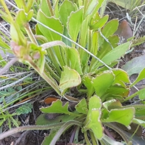 Velleia paradoxa at Mitchell, ACT - 12 Oct 2020