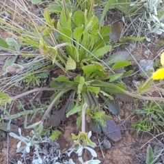 Goodenia paradoxa at Mitchell, ACT - 12 Oct 2020 12:49 PM