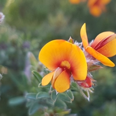 Pultenaea procumbens (Bush Pea) at Crace Grasslands - 12 Oct 2020 by tpreston