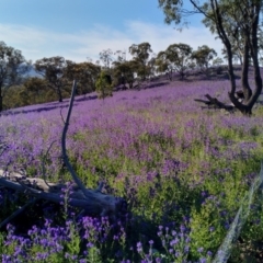 Echium plantagineum (Paterson's Curse) at Jerrabomberra, ACT - 11 Oct 2020 by hpk