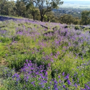 Echium plantagineum at Jerrabomberra, ACT - 11 Oct 2020