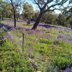 Echium plantagineum at Jerrabomberra, ACT - 11 Oct 2020