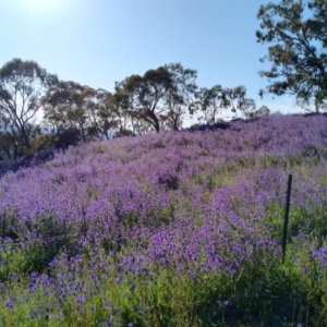 Echium plantagineum at Jerrabomberra, ACT - 11 Oct 2020