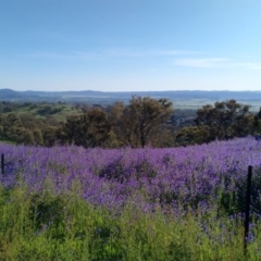 Echium plantagineum at Jerrabomberra, ACT - 11 Oct 2020