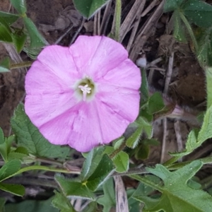 Convolvulus angustissimus subsp. angustissimus at Lyneham, ACT - 12 Oct 2020 12:54 PM