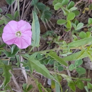 Convolvulus angustissimus subsp. angustissimus at Lyneham, ACT - 12 Oct 2020 12:54 PM