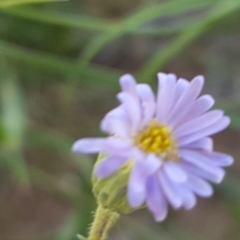 Vittadinia muelleri (Narrow-leafed New Holland Daisy) at Lyneham, ACT - 12 Oct 2020 by trevorpreston