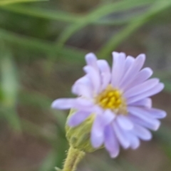 Vittadinia muelleri (Narrow-leafed New Holland Daisy) at Lyneham, ACT - 12 Oct 2020 by trevorpreston