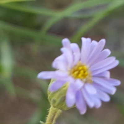 Vittadinia muelleri (Narrow-leafed New Holland Daisy) at Lyneham, ACT - 12 Oct 2020 by tpreston