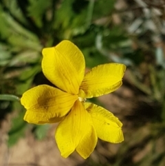 Goodenia pinnatifida (Scrambled Eggs) at Lyneham, ACT - 12 Oct 2020 by tpreston