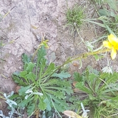 Goodenia pinnatifida at Lyneham, ACT - 12 Oct 2020