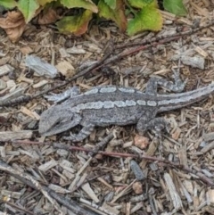 Amphibolurus muricatus (Jacky Lizard) at QPRC LGA - 11 Oct 2020 by LyndalT