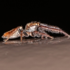 Opisthoncus sp. (genus) (Opisthoncus jumping spider) at Acton, ACT - 10 Oct 2020 by rawshorty