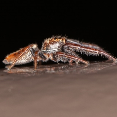 Opisthoncus sp. (genus) (Unidentified Opisthoncus jumping spider) at Acton, ACT - 10 Oct 2020 by rawshorty