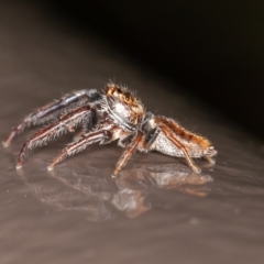 Opisthoncus sp. (genus) at Acton, ACT - 10 Oct 2020 12:45 PM