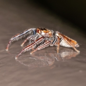 Opisthoncus sp. (genus) at Acton, ACT - 10 Oct 2020 12:45 PM