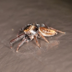 Opisthoncus sp. (genus) at Acton, ACT - 10 Oct 2020