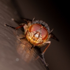 Calliphora stygia (Brown blowfly or Brown bomber) at Acton, ACT - 10 Oct 2020 by rawshorty