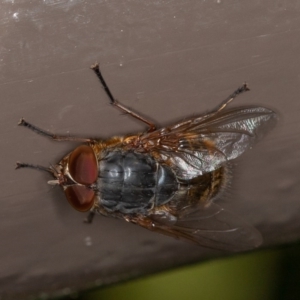 Calliphora stygia at Acton, ACT - 10 Oct 2020